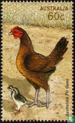 Australian chicken breeds