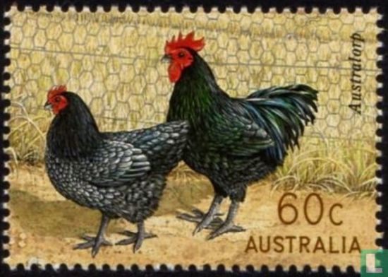 Australische kippenrassen
