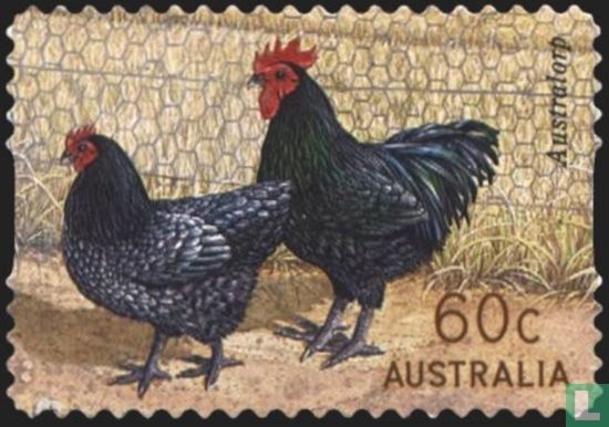 Australische Hähne und Hühner