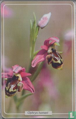 Flower Ophrys homeri - Afbeelding 2