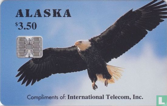 Alaskan Bald Eagle - Afbeelding 1