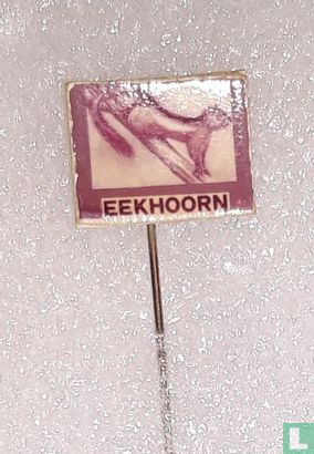 Eekhoorn  - Image 1