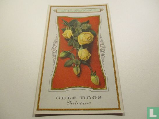 Gele roos - Ontrouw