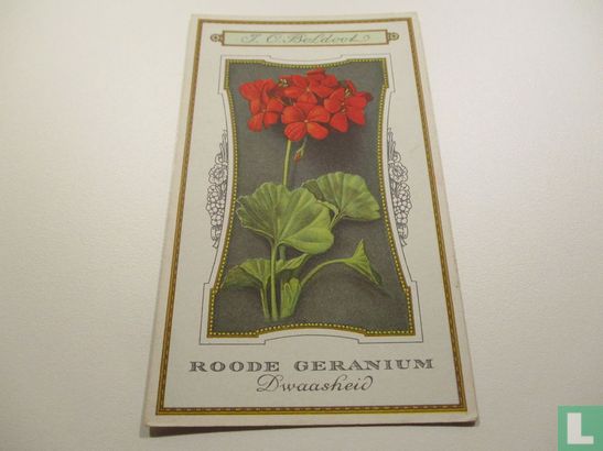 Roode geranium - Dwaasheid