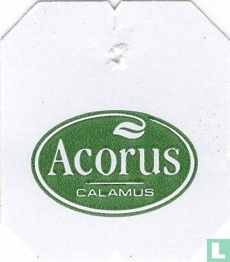 Acorus Calamus - Bild 1