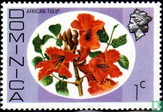 Afrikaanse tulp