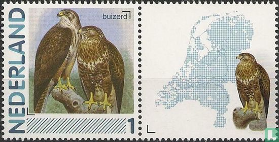 Common buzzard - Image 2