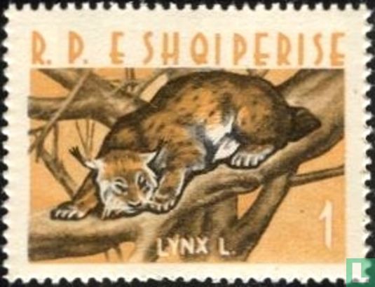 Eurasian Lynx