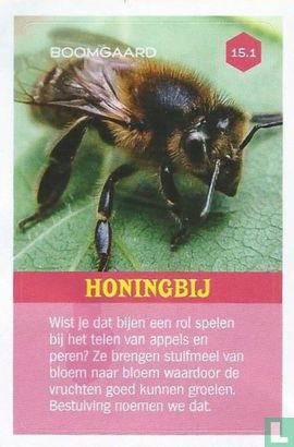 Honingbij  - Afbeelding 1