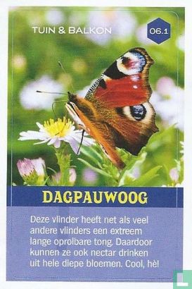 Dagpauwoog - Image 1