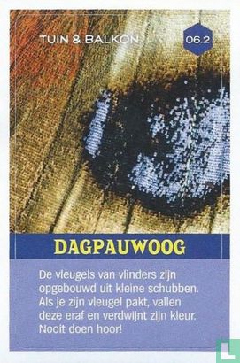 Dagpauwoog  - Bild 1