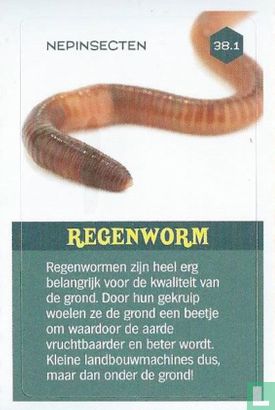 Regenworm - Afbeelding 1