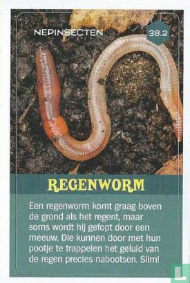 Regenworm  - Bild 1