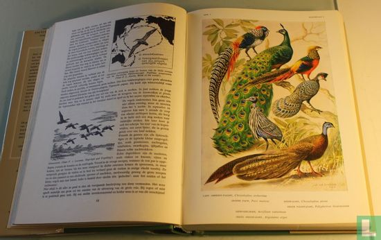 Encyclopedie voor de Vogelliefhebber Deel 1 - Bild 3