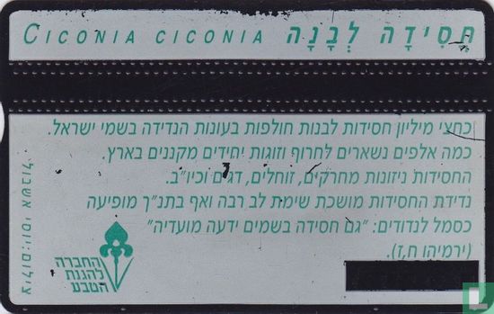 Ciconia ciconia - Afbeelding 2