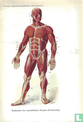 Spieren bij de mens