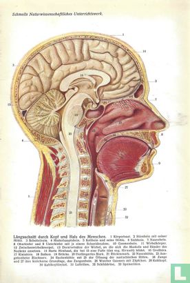 Hersenen bij de mens