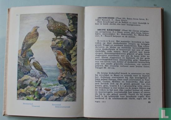 Vogels 2 - Image 3