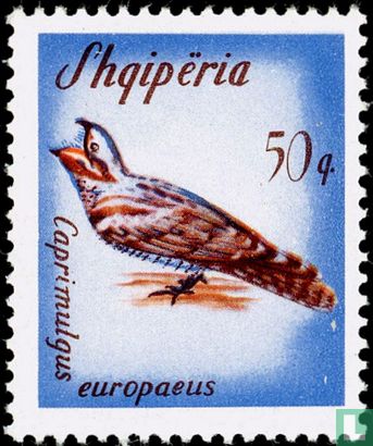 European Nightjar - Image 1