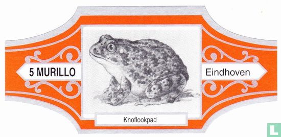 Garlic toad - Image 1