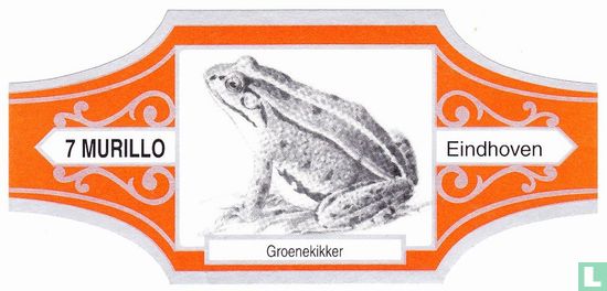 Green frog - Image 1