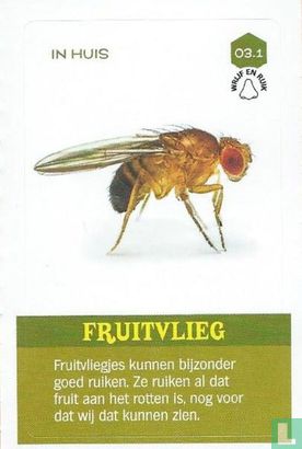 Fruitvlieg - Image 1