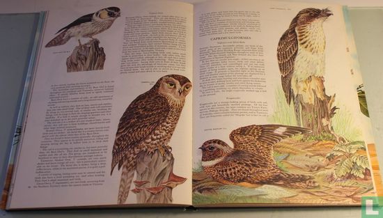 Australian Birds - Bild 3