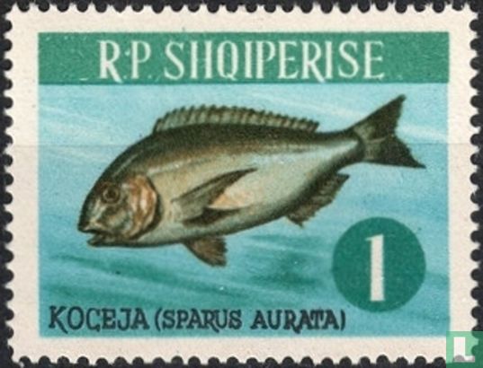Gilt-head bream