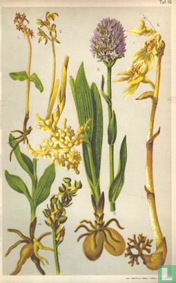 Alpenplanten Afbeelding 19 - Orchideeën