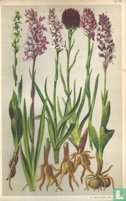 Alpenplanten Afbeelding 18 - Orchideeën
