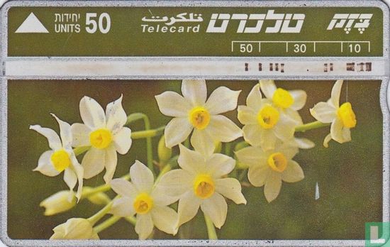 Narcissus Tazetta - Image 1