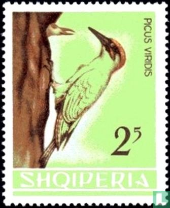 European green Woodpecker