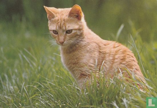 Rode kat/poes in het gras - Image 1