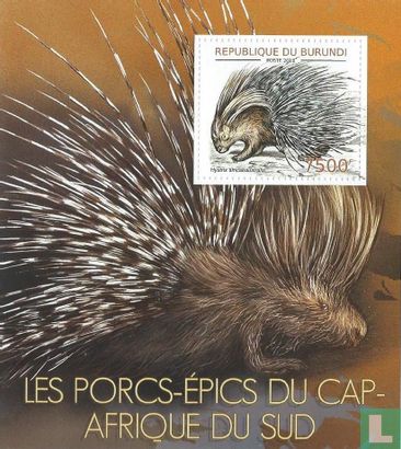 African porcupine 