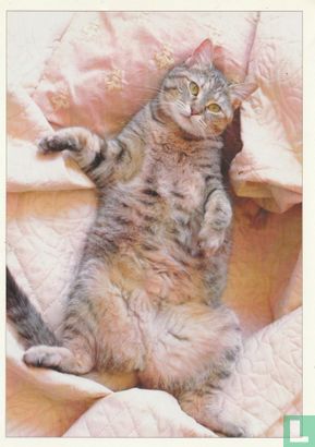 Kat op bed - Image 1