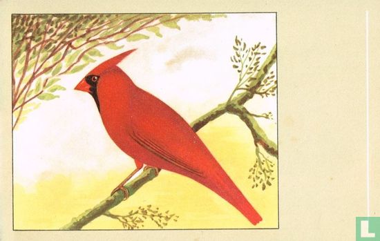 Rode Kardinaal - Afbeelding 1