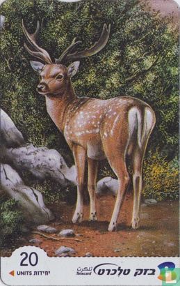 Fallow Deer - Image 1