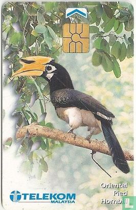 Orientel Pied Hornbill - Afbeelding 1