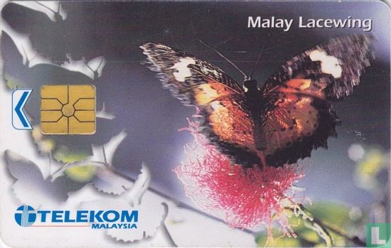 Malay Lacewing - Afbeelding 1