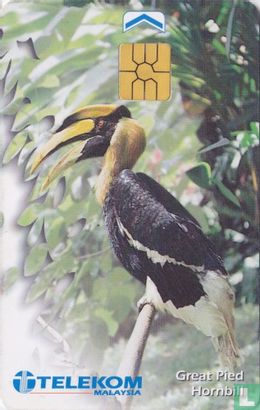 Great Pied Hornbill - Afbeelding 1