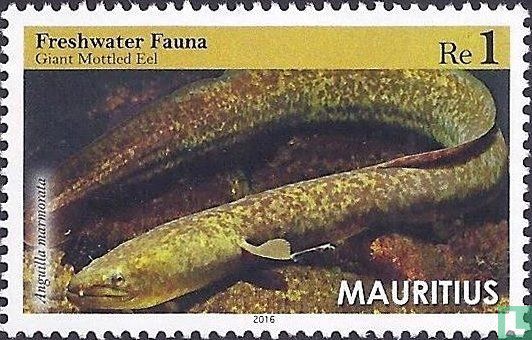 Anguilla Marmorata