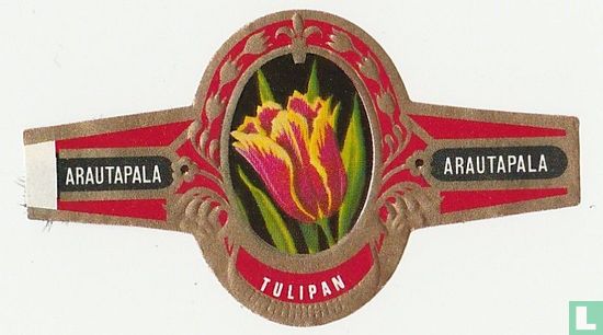 tulipan - Afbeelding 1