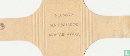 Aracari Azara - Image 2