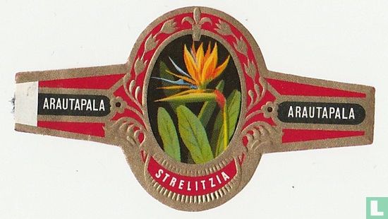 Strelitzia - Afbeelding 1