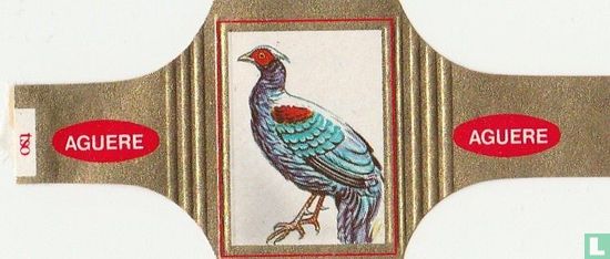 Swinhoe Pheasant - Image 1