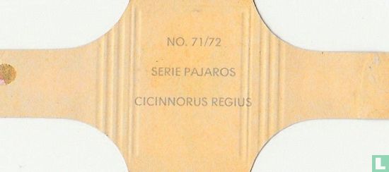 Cicinnorus Regius - Image 2