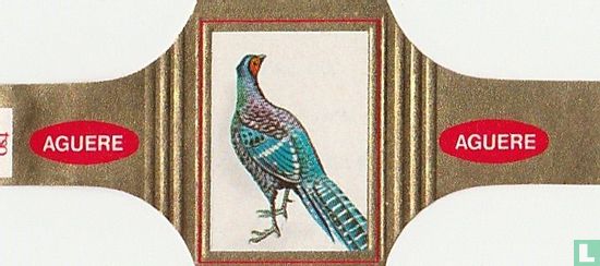 Pheasant of Mikado - Image 1