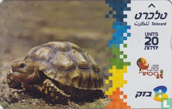 Abyssinian Tortoise - Image 1