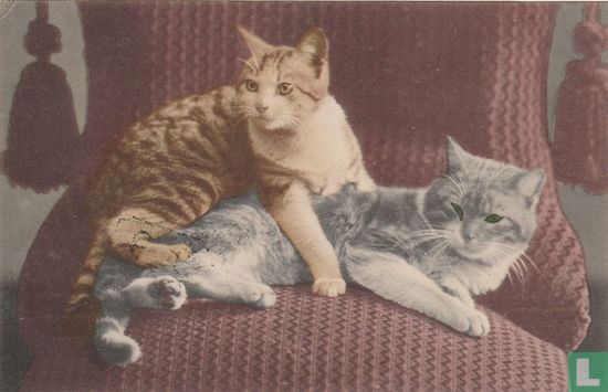 2 katten op stoel - Afbeelding 1