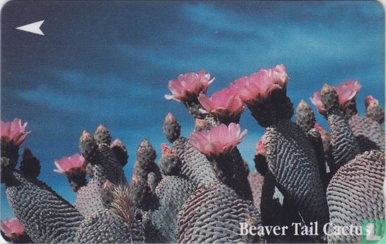 Beaver Tail Cactus - Bild 1